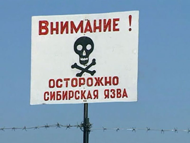 сибирская язва инфографика. сибирская язва инфографика.